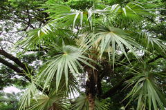 Thrinax parviflora